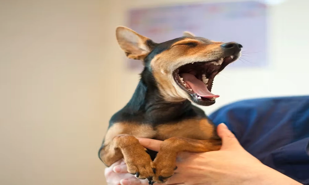 Understanding Canine Body Language: Warning Signs People Often Miss